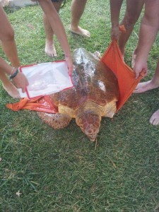 caretta 2