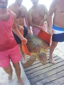 caretta 3