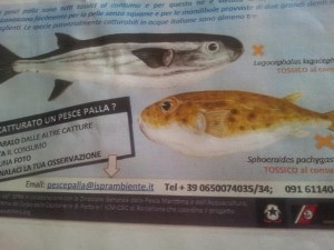 Pesce palla altre specie