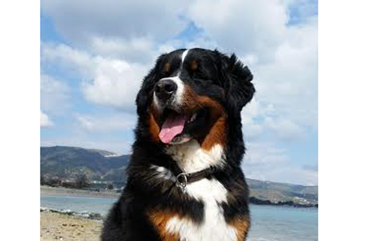 spiaggia per cani