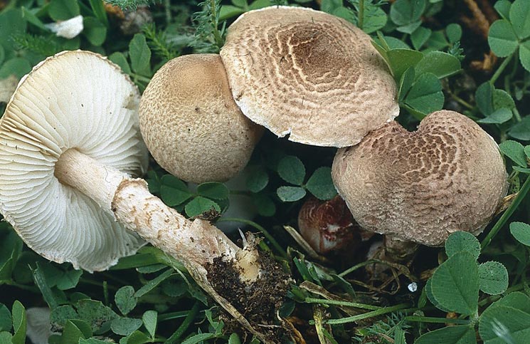 funghi velenosi